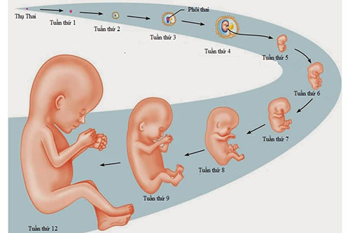 Phá thai 5 tuần tuổi như thế nào cho an toàn?